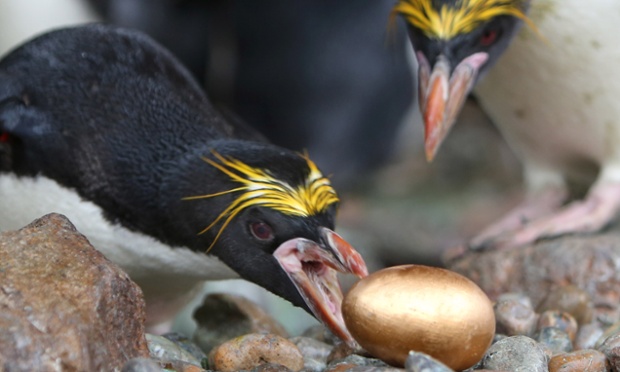 A penguin at a zoo in Devon has laid a golden egg. The macaroni penguin, named Yoyo, laid the egg at Living Coasts, Torquay's coastal zoo. Or did it?